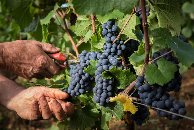 Domaine Laurent Mouton