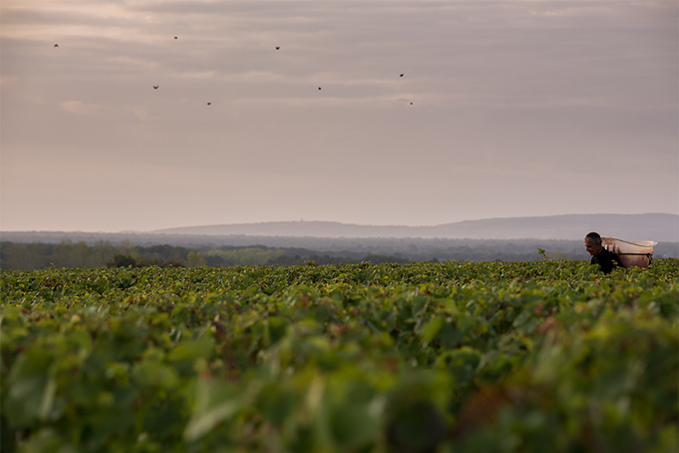Domaine Laurent Mouton